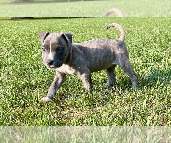 Medium Photo #3 American Pit Bull Terrier-Unknown Mix Puppy For Sale in Springdale, PA, USA
