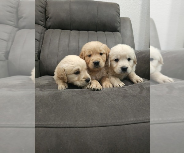 Medium Photo #5 Golden Retriever Puppy For Sale in ELVERTA, CA, USA