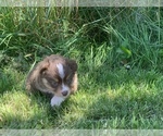Small Photo #11 Miniature Australian Shepherd Puppy For Sale in BETHANY, IL, USA