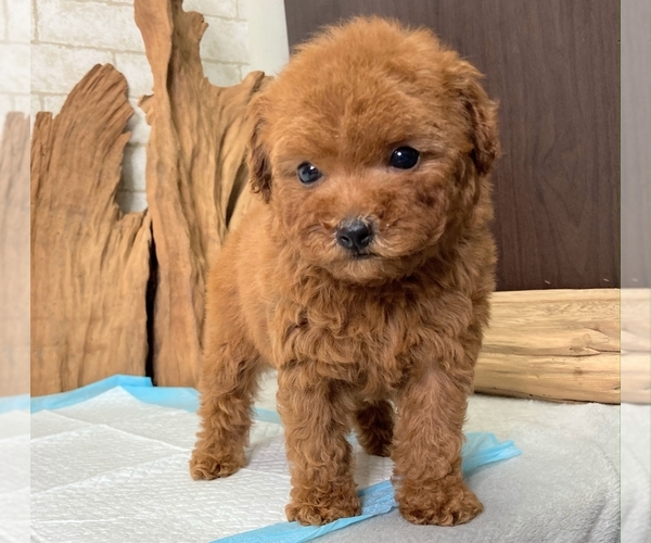 Medium Photo #7 Poodle (Toy) Puppy For Sale in SEATTLE, WA, USA