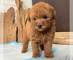 Small Photo #7 Poodle (Toy) Puppy For Sale in SEATTLE, WA, USA