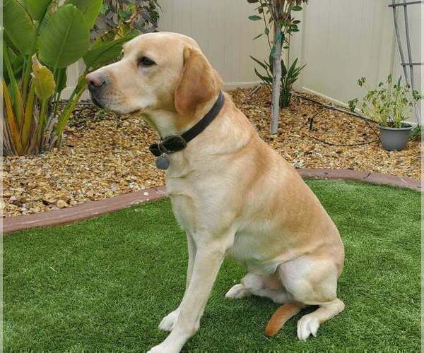 Medium Photo #1 Labrador Retriever Puppy For Sale in MURRIETA, CA, USA