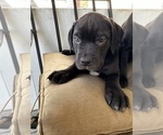 Small Photo #3 Golden Retriever-Olde English Bulldogge Mix Puppy For Sale in NORTH BABYLON, NY, USA