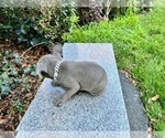 Small Photo #225 French Bulldog Puppy For Sale in HAYWARD, CA, USA