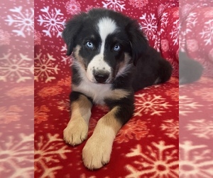 Australian Shepherd Puppy for sale in EXETER, MO, USA