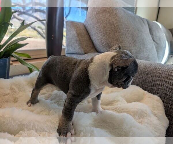 Medium Photo #2 Faux Frenchbo Bulldog Puppy For Sale in LAS CRUCES, NM, USA