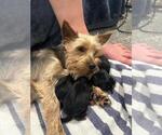 Small Photo #1 Yorkshire Terrier Puppy For Sale in WINSTON SALEM, NC, USA