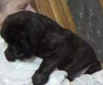 Small Photo #3 American Mastiff Puppy For Sale in PIKETON, OH, USA