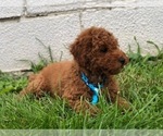 Small Photo #4 Poodle (Toy) Puppy For Sale in EAST EARL, PA, USA