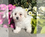 Small Coton de Tulear