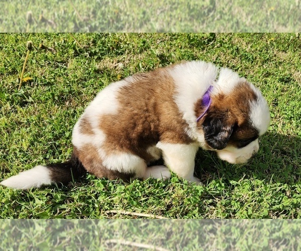 Medium Photo #49 Saint Bernard Puppy For Sale in TURLOCK, CA, USA