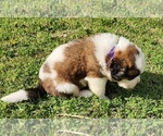 Small Photo #49 Saint Bernard Puppy For Sale in TURLOCK, CA, USA