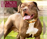 Small American Staffordshire Terrier Mix