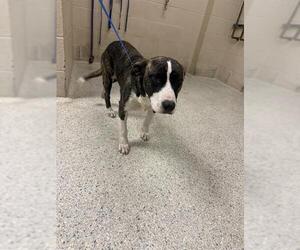 Mutt Dogs for adoption in Conroe, TX, USA