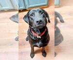 Small #2 Labrador Retriever Mix