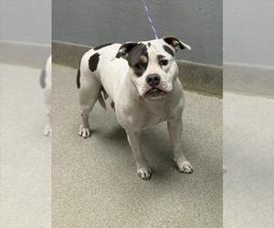 Mutt Dogs for adoption in Las Vegas, NV, USA