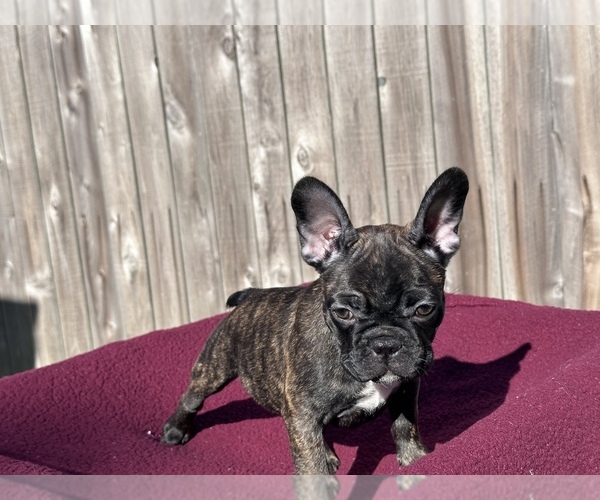 Medium Photo #8 French Bulldog Puppy For Sale in BRYAN, TX, USA