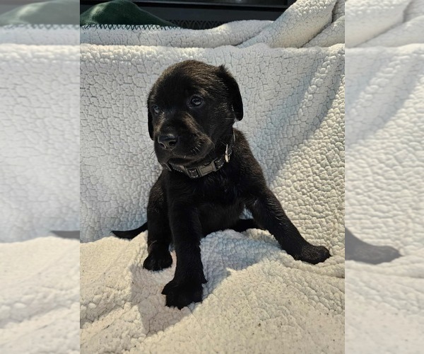 Medium Photo #3 Labrador Retriever Puppy For Sale in Gagetown, MI, USA