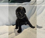 Small #2 Labrador Retriever