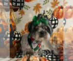 Small #1 Shih Tzu Mix
