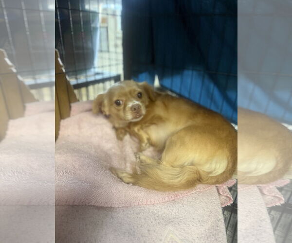 Medium Photo #4 Chiranian Puppy For Sale in Imperial Beach, CA, USA