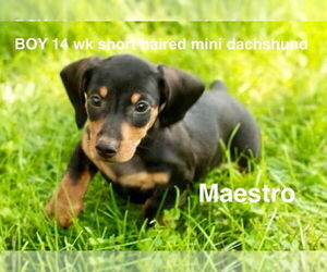 Dachshund Dogs for adoption in Studio City, CA, USA