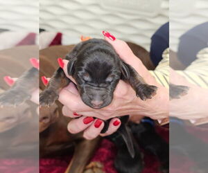 Medium Doberman Pinscher