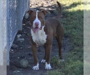 Mutt Dogs for adoption in Decatur, IL, USA