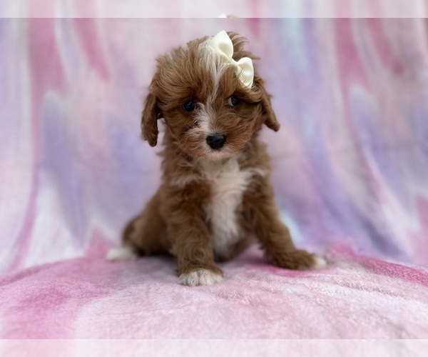 Medium Photo #1 Cavapoo (Standard) Puppy For Sale in LAKELAND, FL, USA