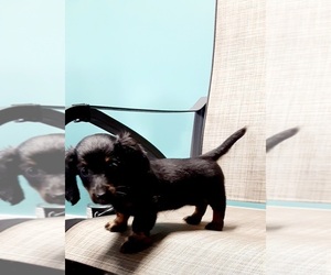 Dachshund Puppy for sale in DUNDEE, OH, USA