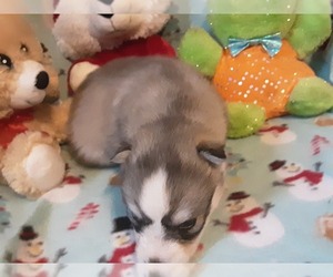 Siberian Husky Puppy for sale in SPARTA, MO, USA