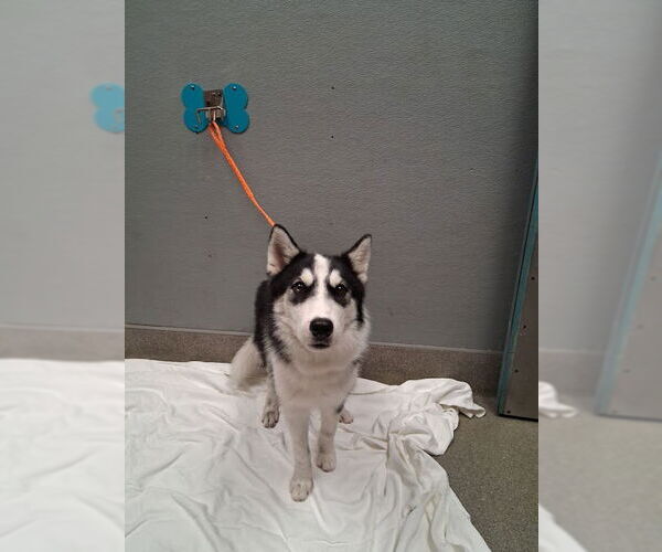 Medium Photo #1 Huskies -Unknown Mix Puppy For Sale in Las Vegas, NV, USA