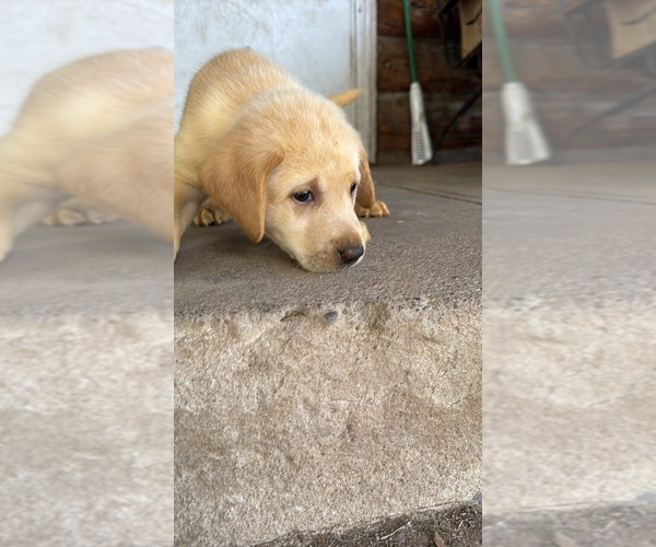 Medium Photo #1 Labrador Retriever Puppy For Sale in MONTE VISTA, CO, USA