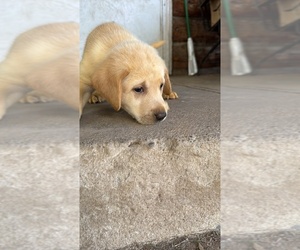 Medium Labrador Retriever