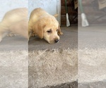 Puppy Silver Labrador Retriever