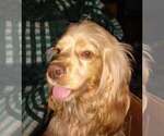 Small Photo #1 Cocker Spaniel Puppy For Sale in OLA, AR, USA