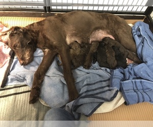 Mother of the Labradoodle-Poodle (Standard) Mix puppies born on 07/11/2019