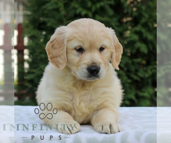 Medium Photo #3 Golden Retriever Puppy For Sale in MANHEIM, PA, USA