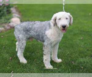 Father of the Old English Sheepdog puppies born on 12/05/2021