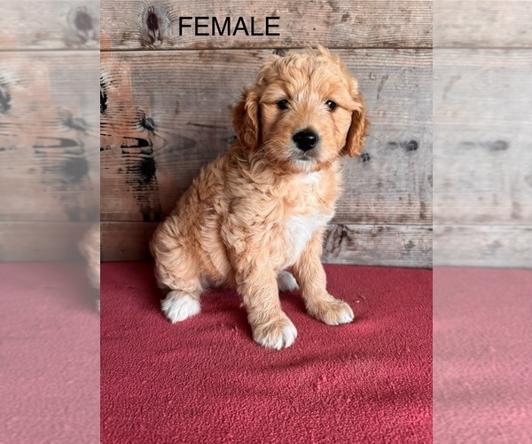 Medium Photo #1 Goldendoodle (Miniature) Puppy For Sale in VERMONTVILLE, MI, USA