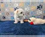 Small #4 Maltese