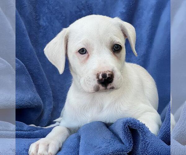 Medium Photo #5 Labrador Retriever-Unknown Mix Puppy For Sale in San Diego, CA, USA