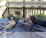 Small #3 Anatolian Shepherd