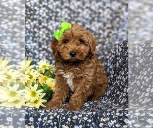 Cavapoo Puppy for sale in KIRKWOOD, PA, USA