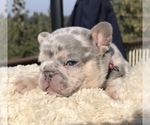 Small Photo #25 French Bulldog Puppy For Sale in PLACERVILLE, CA, USA