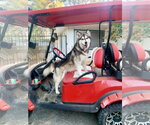 Small #2 Siberian Husky