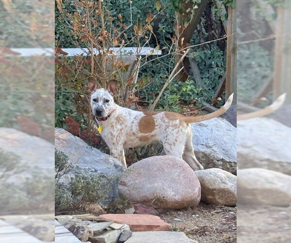 Medium Photo #2 Mutt Puppy For Sale in Sandy, UT, USA