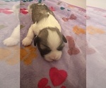 Small Photo #10 Lhasa Apso Puppy For Sale in GIBSONTON, FL, USA