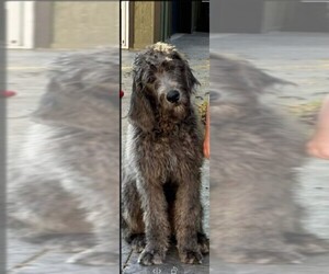 Australian Labradoodle Puppy for sale in KELSO, WA, USA