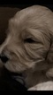 Small Photo #3 Goldendoodle Puppy For Sale in EL MIRAGE, AZ, USA